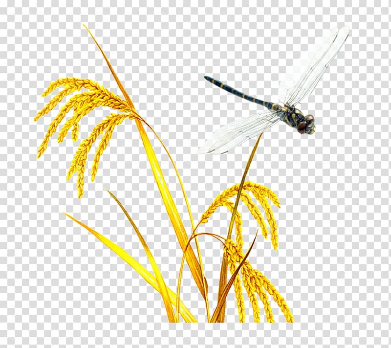 Rice Oryza sativa, Autumn rice transparent background PNG clipart