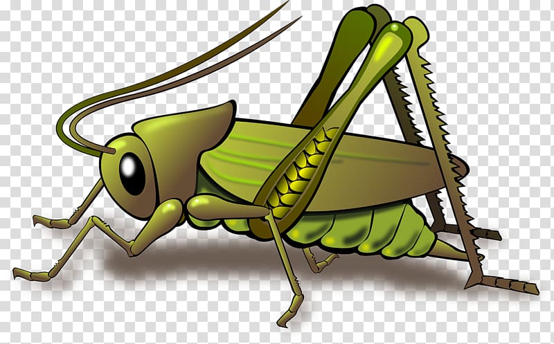Grasshopper Insect , Green cricket transparent background PNG clipart