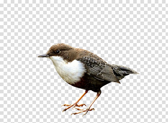 Bird Eurasian Magpie American Sparrows Reptile White-throated dipper, Bird transparent background PNG clipart