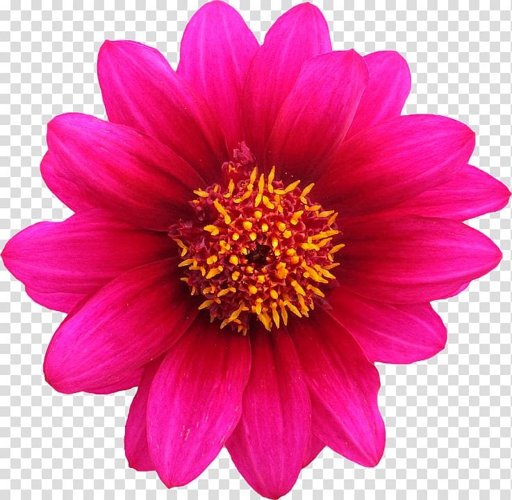 pink Gerbera flower, Pink flowers Rose .xchng, Gazania Background transparent background PNG clipart