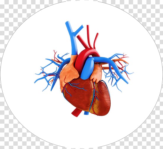 Heart Anatomy, heart transparent background PNG clipart