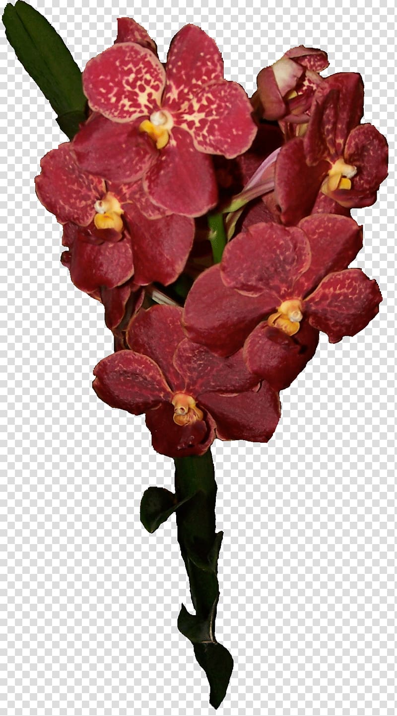 Flower Plant Ascocenda Singapore orchid Moth orchids, orchids transparent background PNG clipart