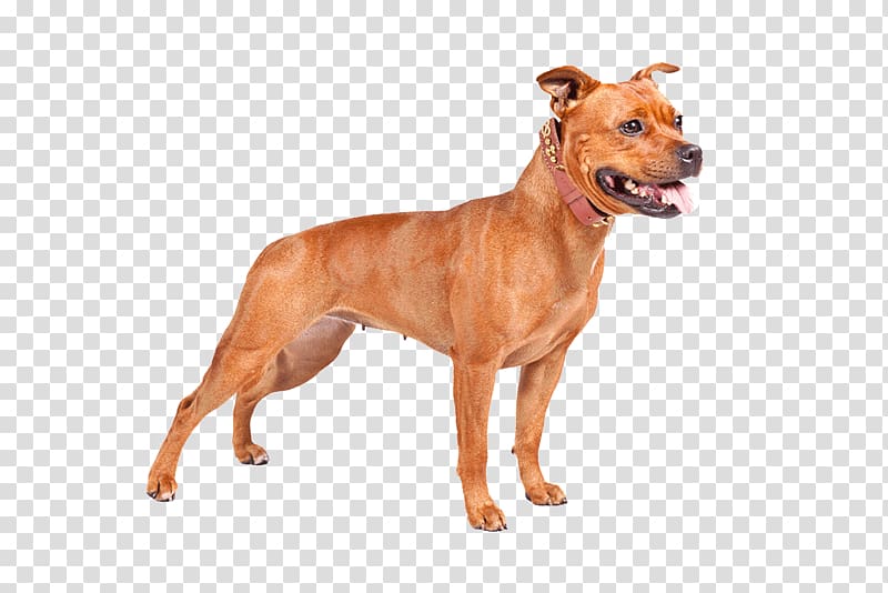 Staffordshire Bull Terrier American Staffordshire Terrier American Pit Bull Terrier American Bully, pitbull transparent background PNG clipart