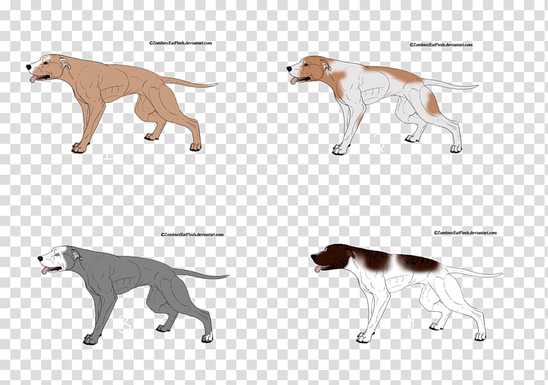 Cat Saluki Dog breed Paw Tail, Cat transparent background PNG clipart
