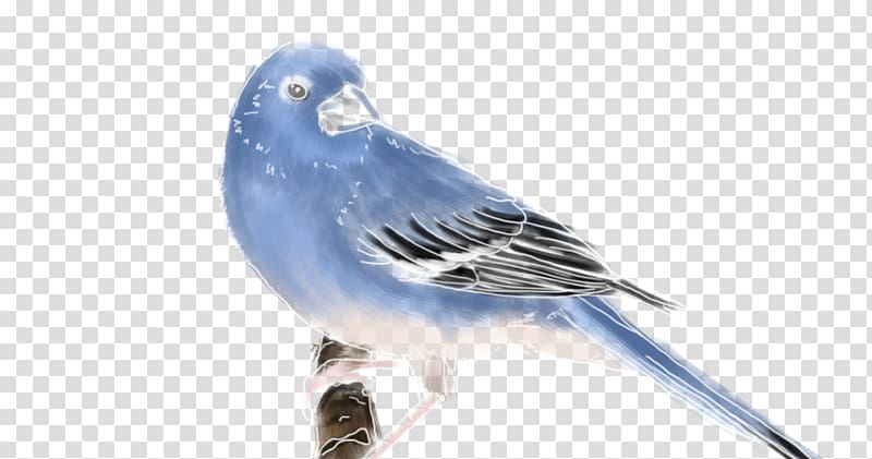 Finches Tenerife blue chaffinch Common chaffinch Bird, Bird transparent background PNG clipart