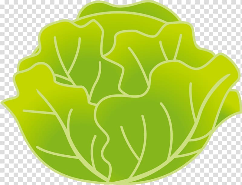 Leaf vegetable Kohlrabi Cabbage Food, cabbage transparent background PNG clipart