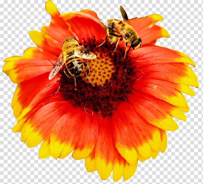 Honey bee Nectar, Bee flowers transparent background PNG clipart