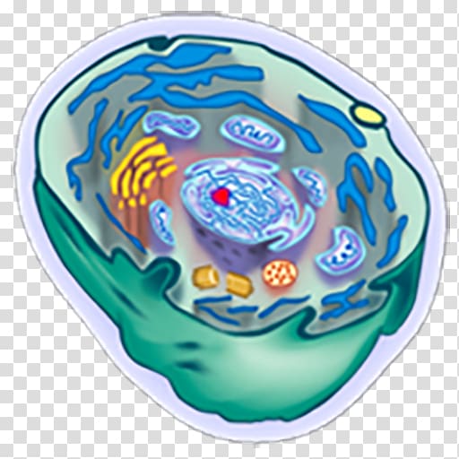 Organism Cèl·lula animal Cell, others transparent background PNG clipart