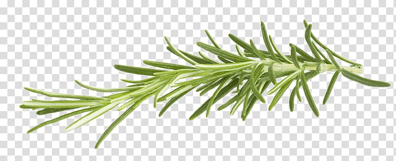 green leafed plant, Rosemary transparent background PNG clipart