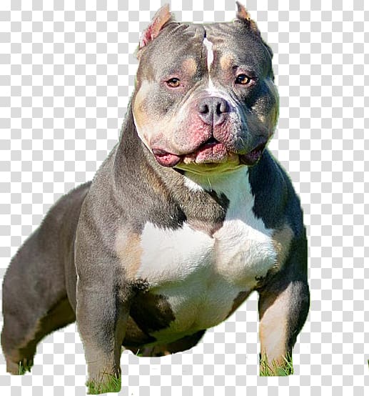 American Pit Bull Terrier Olde English Bulldogge American Bulldog Old English Bulldog, american bully azul transparent background PNG clipart