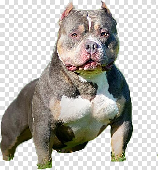 American bully american sales bulldog