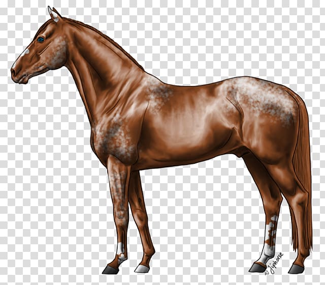 Stallion Hanoverian horse Russian Don Foal Howrse, others transparent background PNG clipart