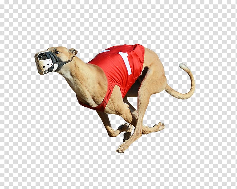 Derby Lane Greyhound Track Greyhound racing Greyhound Lines 2017 English Greyhound Derby, rescue dog transparent background PNG clipart