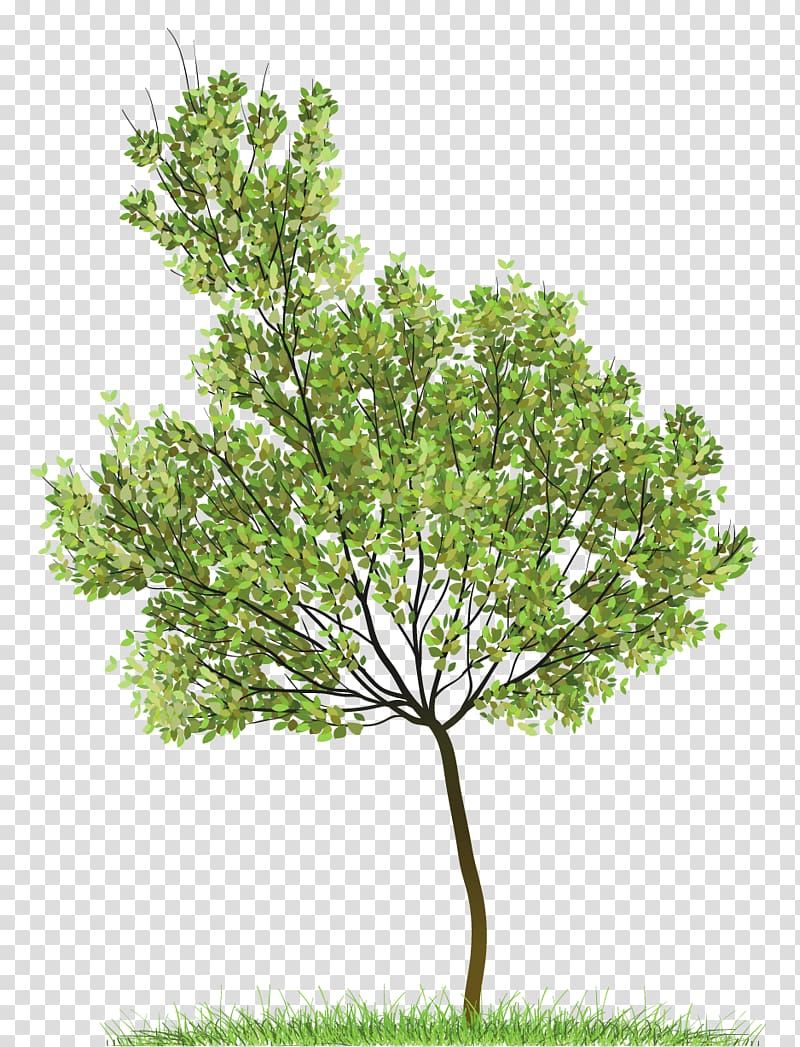 green leafed tree, Icon , Green Tree transparent background PNG clipart