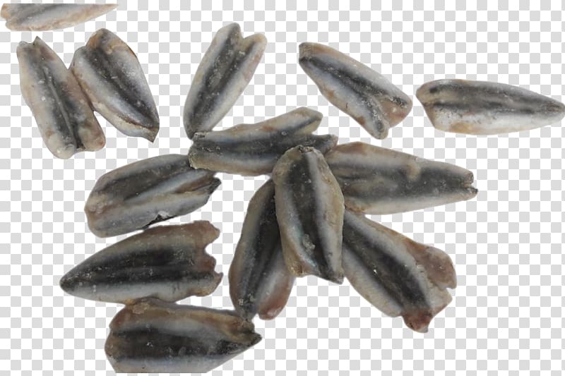 Mussel Lake Suğla Fish company Fillet, others transparent background PNG clipart