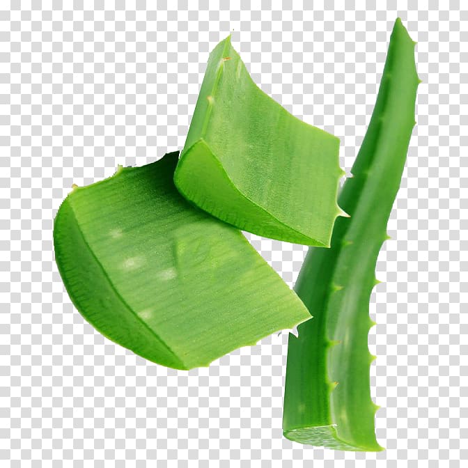 Leaf Plant stem Aloe vera, Leaf transparent background PNG clipart