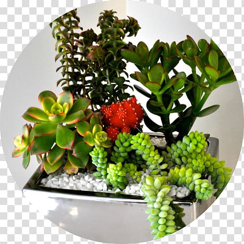 Succulent plant Houseplant San Diego Cactus and Succulent Society babybella succulents Restaurant, suculent transparent background PNG clipart