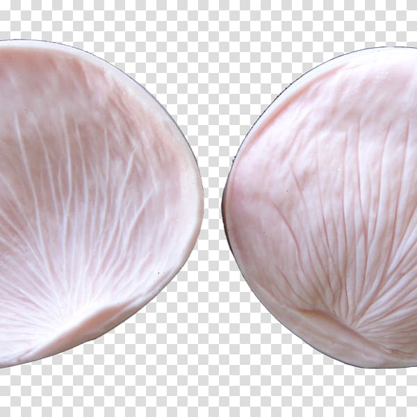 Seashell Veneroida Petal, Rose petal transparent background PNG clipart