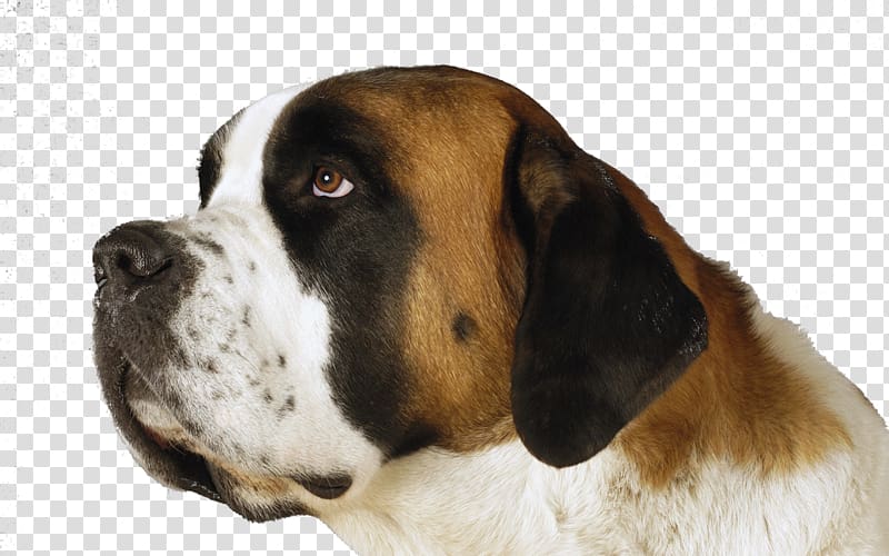 the st bernard dogs transparent background PNG clipart