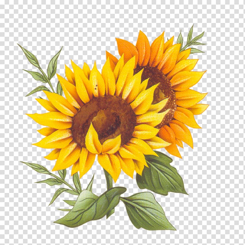 Yellow sunflower illustration, France Pixe8ce montxe9e Recipe Cuisine ...