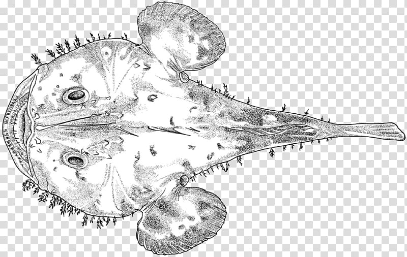 Line art Jaw Invertebrate Fish Sketch, cyclopterus lumpus transparent background PNG clipart