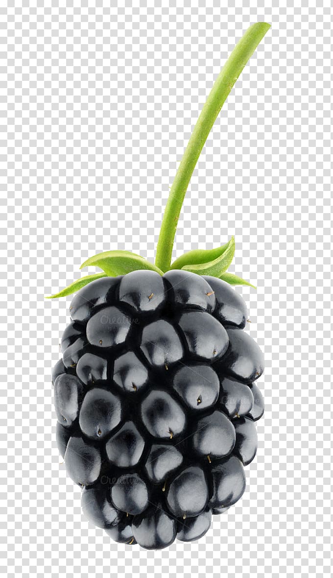 blueberry fruit, Blackberry pie Fruit salad, Blackberry Fruit Pic transparent background PNG clipart