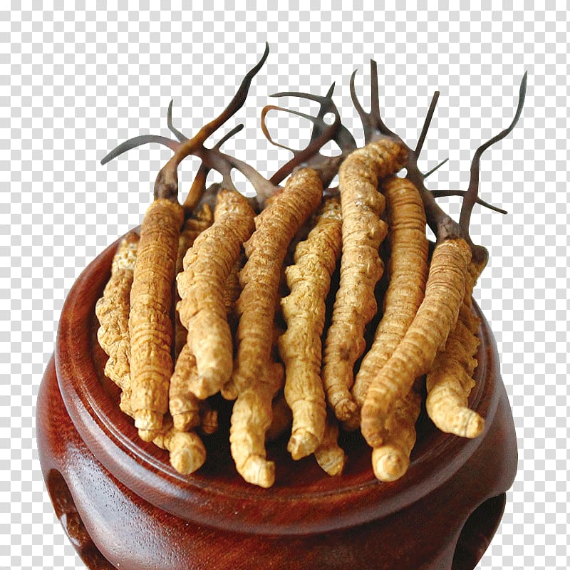 Caterpillar fungus Cordyceps Traditional Chinese medicine Traditional medicine, New grass herbs Cordyceps transparent background PNG clipart