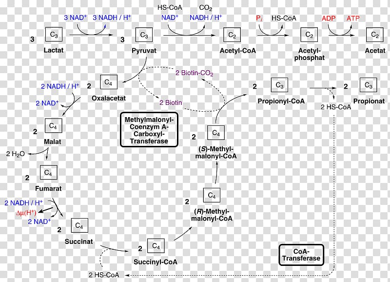 Methylmalonyl-CoA mutase Propionic acid Coenzyme A, others transparent background PNG clipart