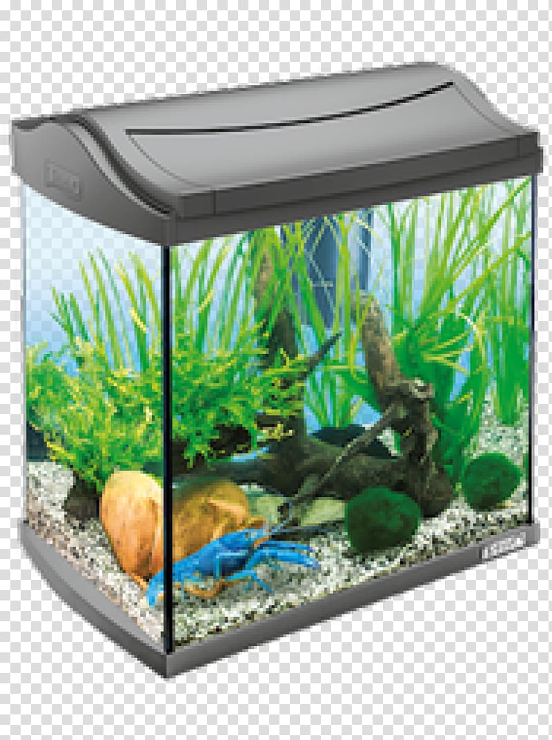 Aquariums Tetra Fishkeeping Aquarium Filters, betta transparent background PNG clipart