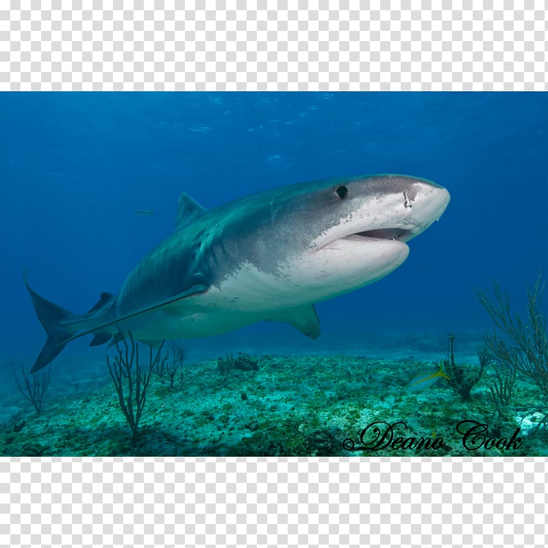 Tiger shark Great white shark Requiem shark Lamnidae Chondrichthyes, watercolor tiger transparent background PNG clipart