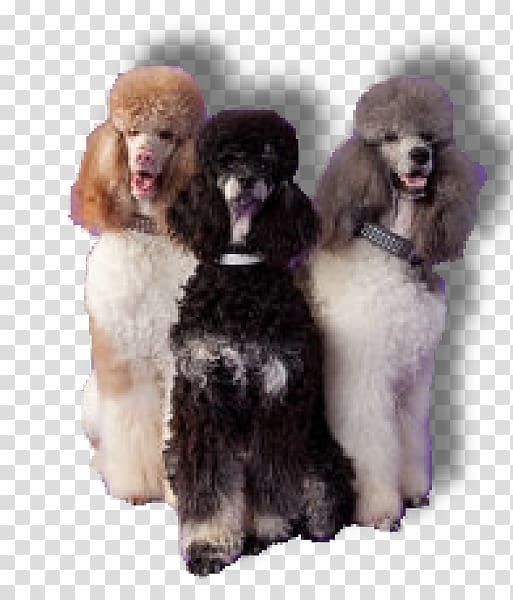 Standard Poodle Miniature Poodle Toy Poodle Barbet, puppy transparent background PNG clipart