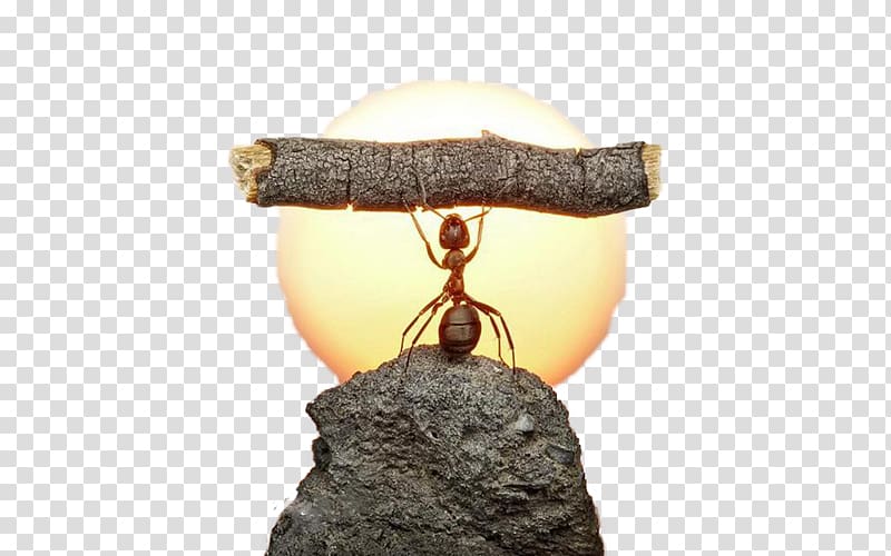 Ant grapher, Ants under the sun transparent background PNG clipart