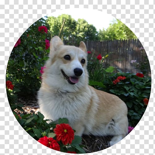 Dog breed Norwegian Buhund Icelandic Sheepdog Pembroke Welsh Corgi White Shepherd, others transparent background PNG clipart