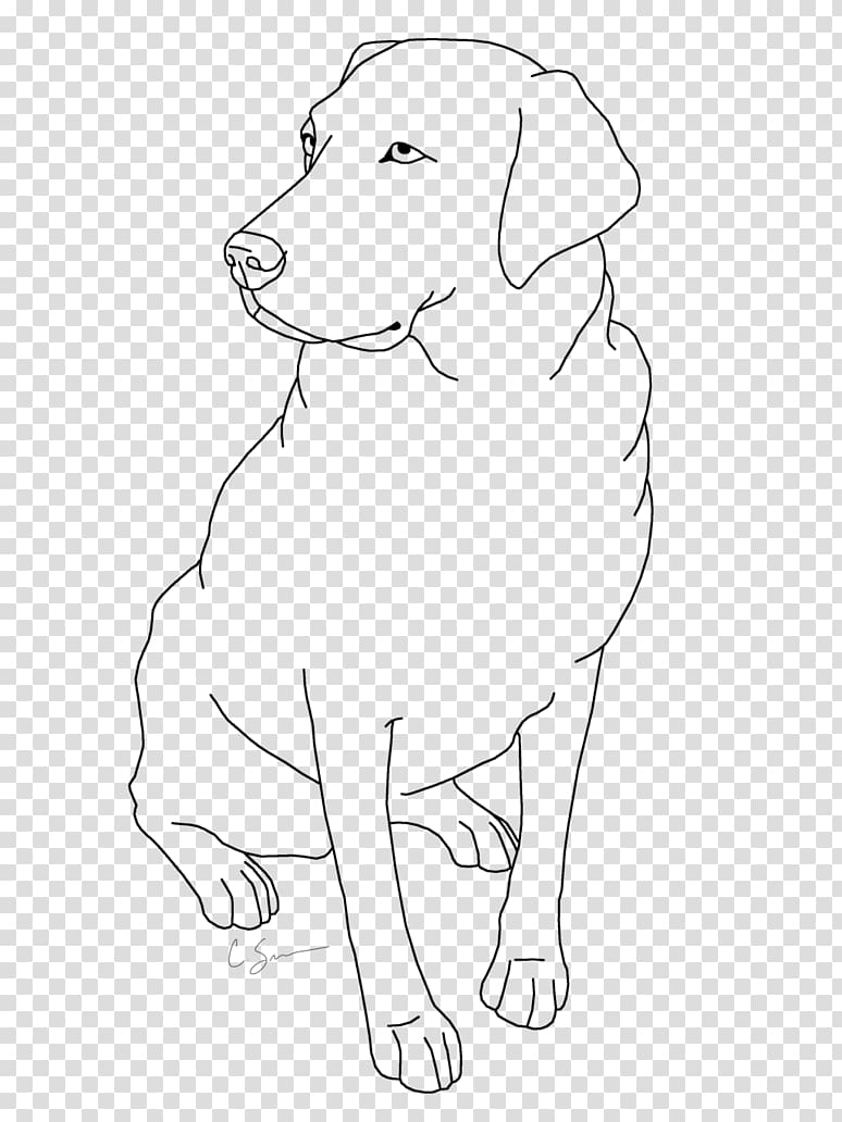 Labrador Retriever Golden Retriever Puppy St. John\'s water dog German Shepherd, labrador transparent background PNG clipart