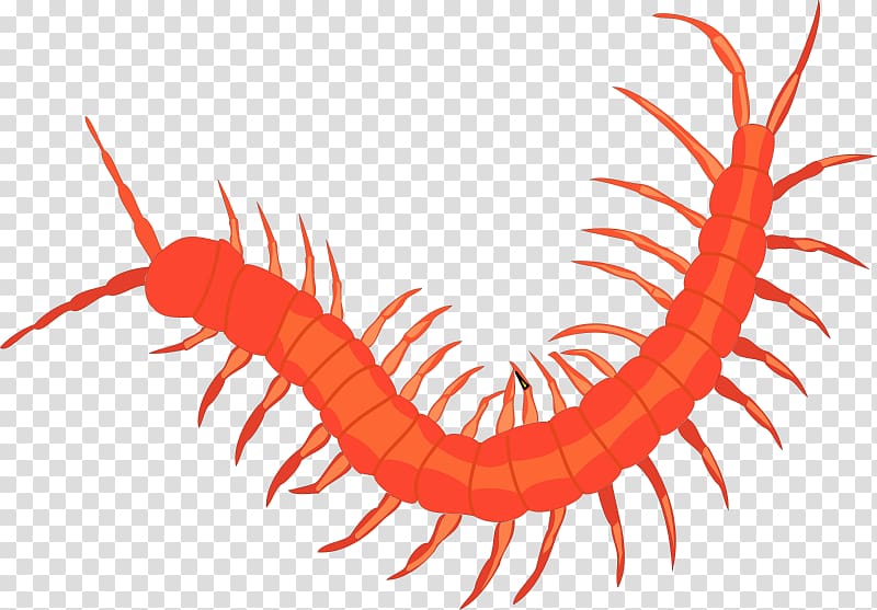 Scolopendra gigantea Centipedes Insect , insect transparent background PNG clipart