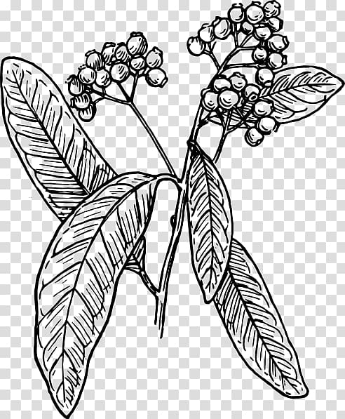 Allspice Black and white , pepper aniseed transparent background PNG clipart