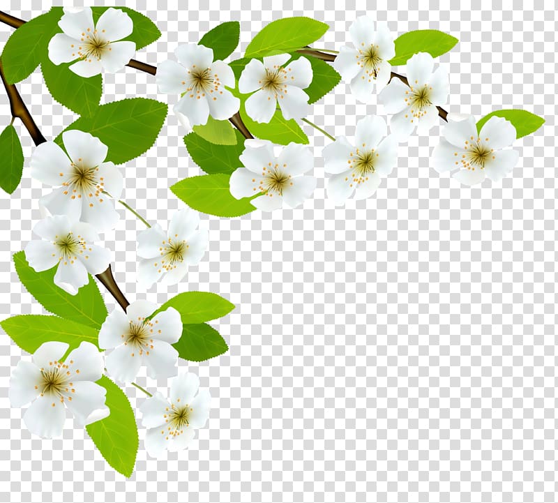 white flowers , Branch Diagram , White Spring Branch transparent background PNG clipart