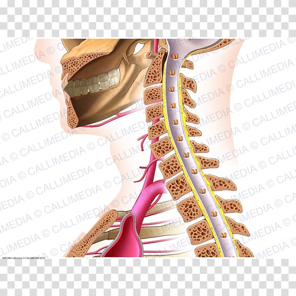 Vein Shoulder Neck Human anatomy, Median Nerve transparent background PNG clipart