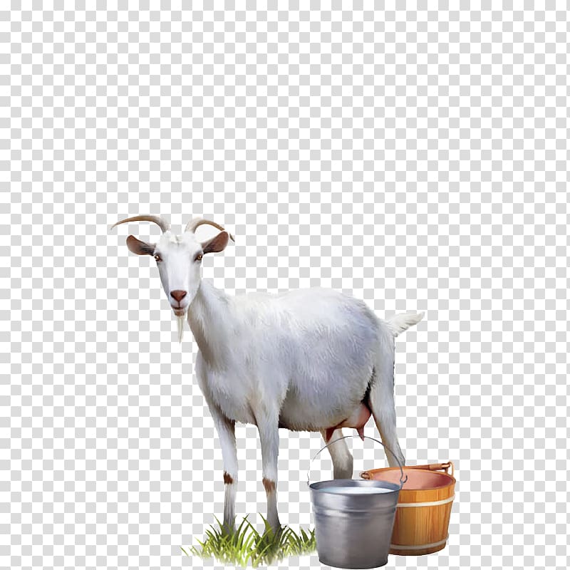 white goat illustration, Goat milk Cattle Sheep, goat transparent background PNG clipart