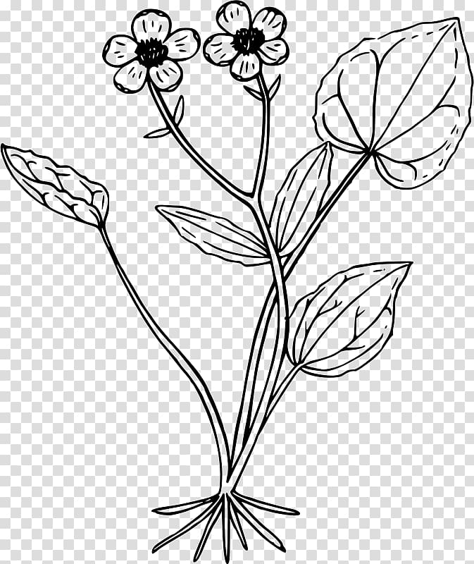 Drawing Ranunculus glaberrimus , mountain outline transparent background PNG clipart