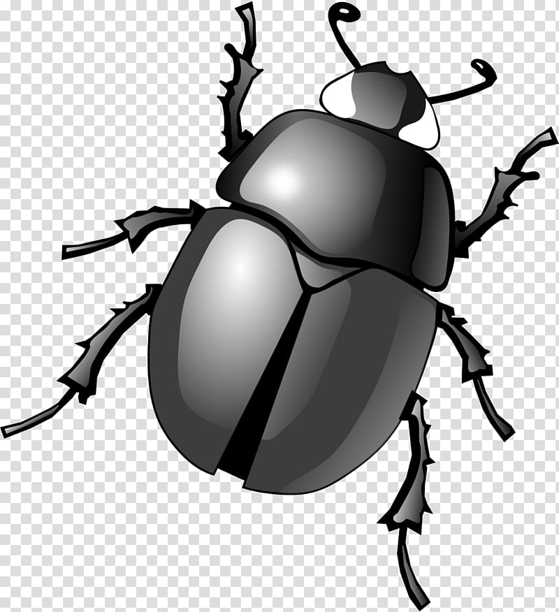 Dung beetle , beetle transparent background PNG clipart