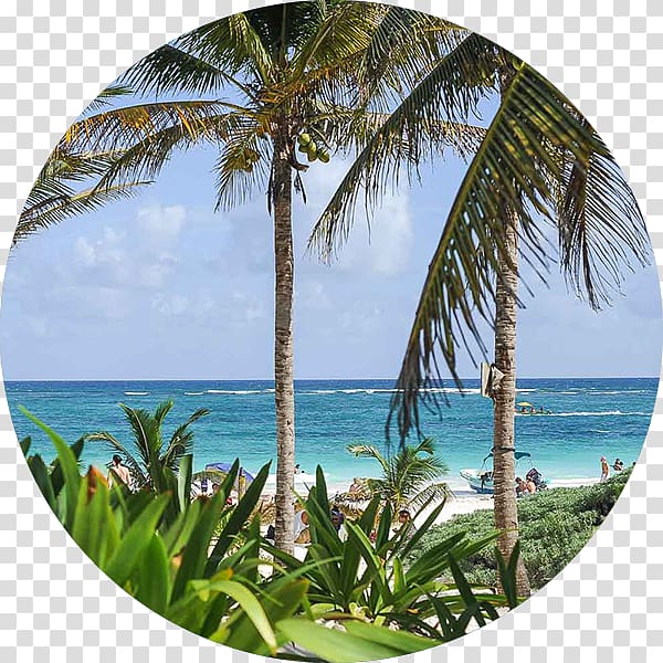 Tulum Vacation Travel Asian palmyra palm Information, riviera maya transparent background PNG clipart