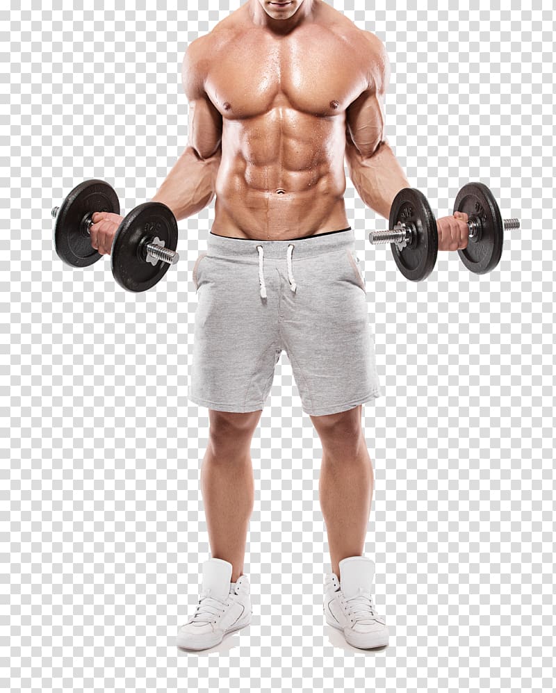 muscular fitness transparent background PNG clipart