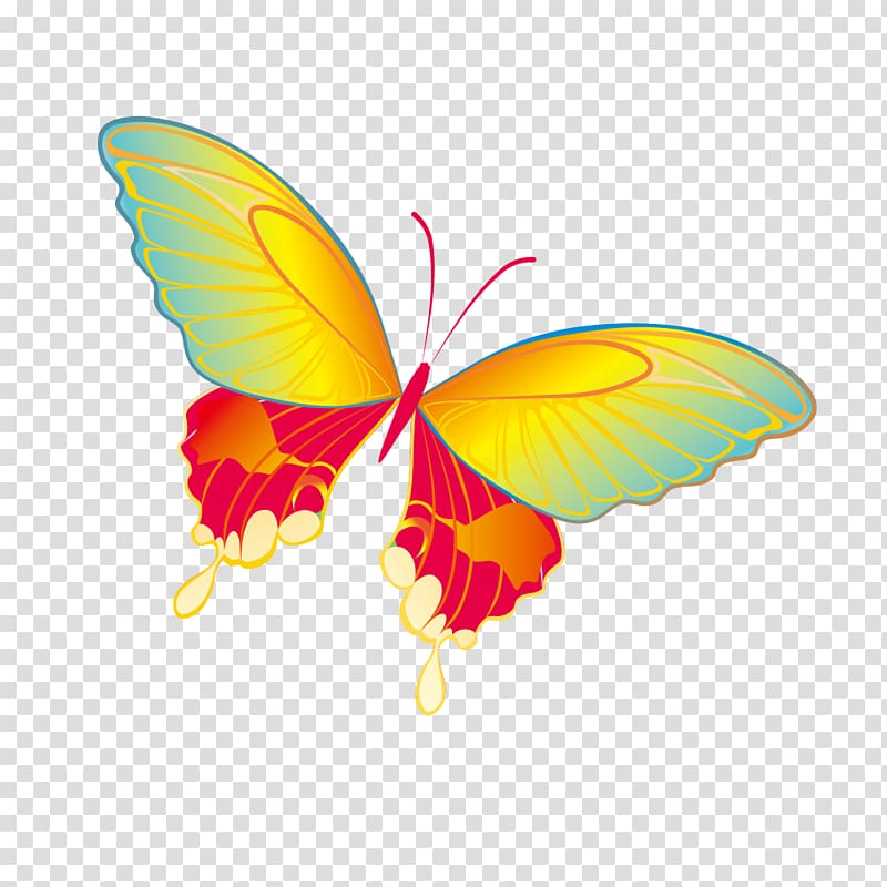 Butterfly , butterfly transparent background PNG clipart