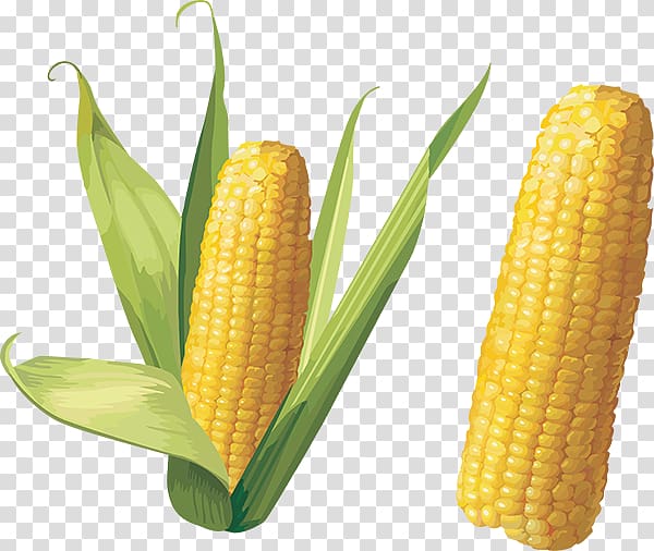 Corn on the cob Sweet corn , others transparent background PNG clipart
