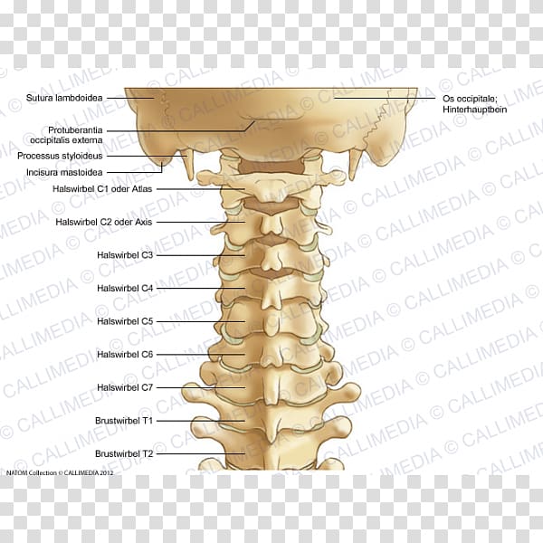Cervical vertebrae Process Vertebral column Anatomy, skull transparent background PNG clipart