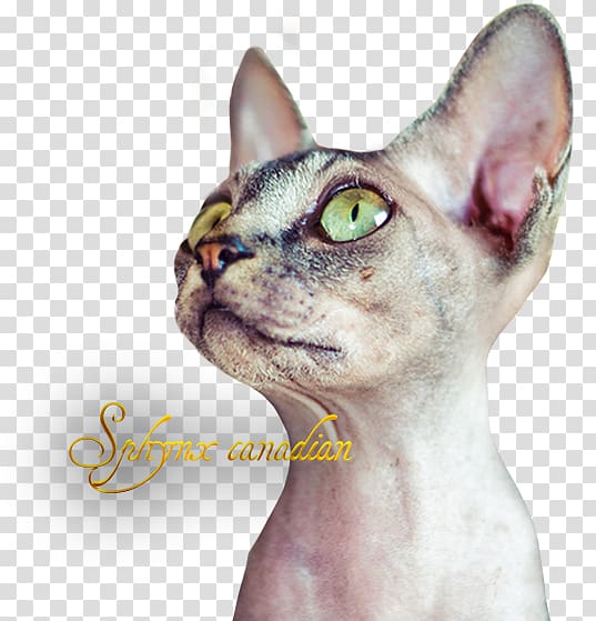 Sphynx cat Devon Rex Donskoy Peterbald Ukrainian Levkoy, kitten transparent background PNG clipart