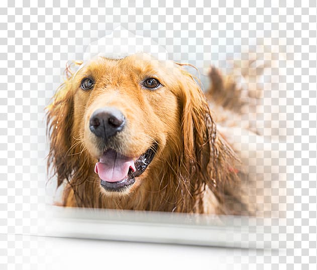 Dog grooming Bathing Cat Baths, medicated bath transparent background PNG clipart