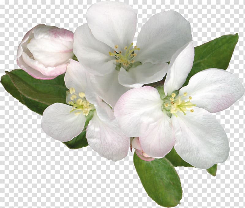 Flower Blossom Apples , frangipani transparent background PNG clipart