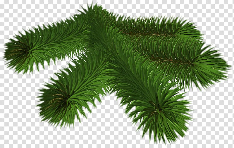 Pine Spruce Conifers Fir needle, winter transparent background PNG clipart